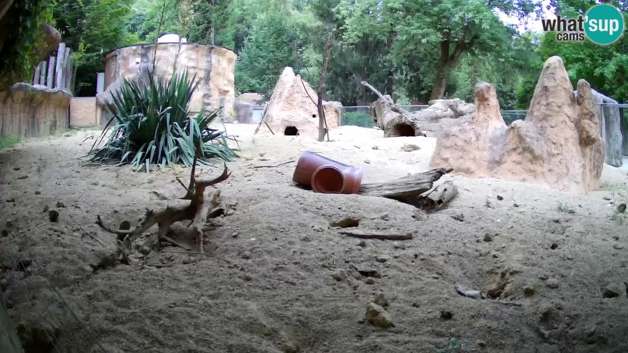 Live cam Zoo Ljubljana – Erdmännchen