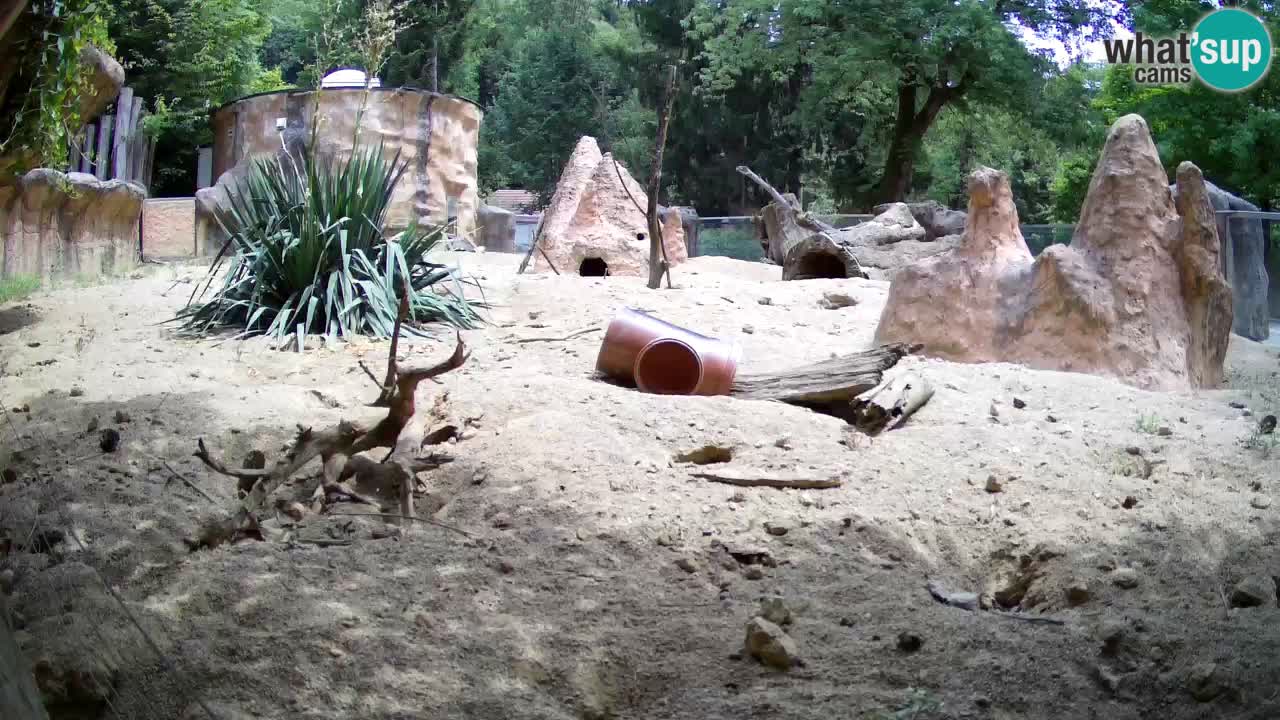 Zoo Ljubljana – Meerkat (Suricata)