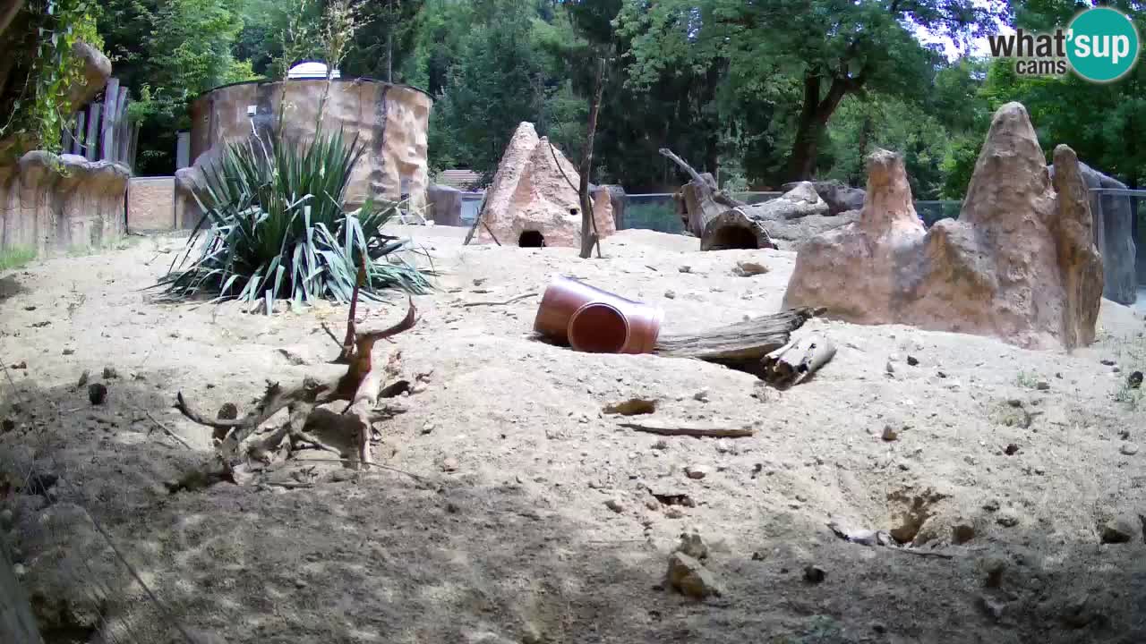 Live cam Zoo Ljubljana – Erdmännchen