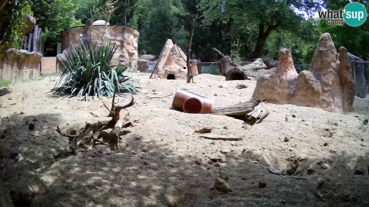 Zoo Ljubljana – Meerkat (Suricata)