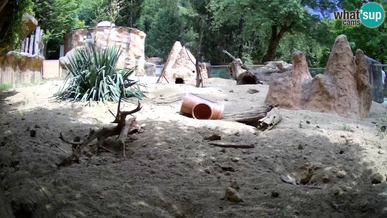 Live cam Zoo Ljubljana – Erdmännchen