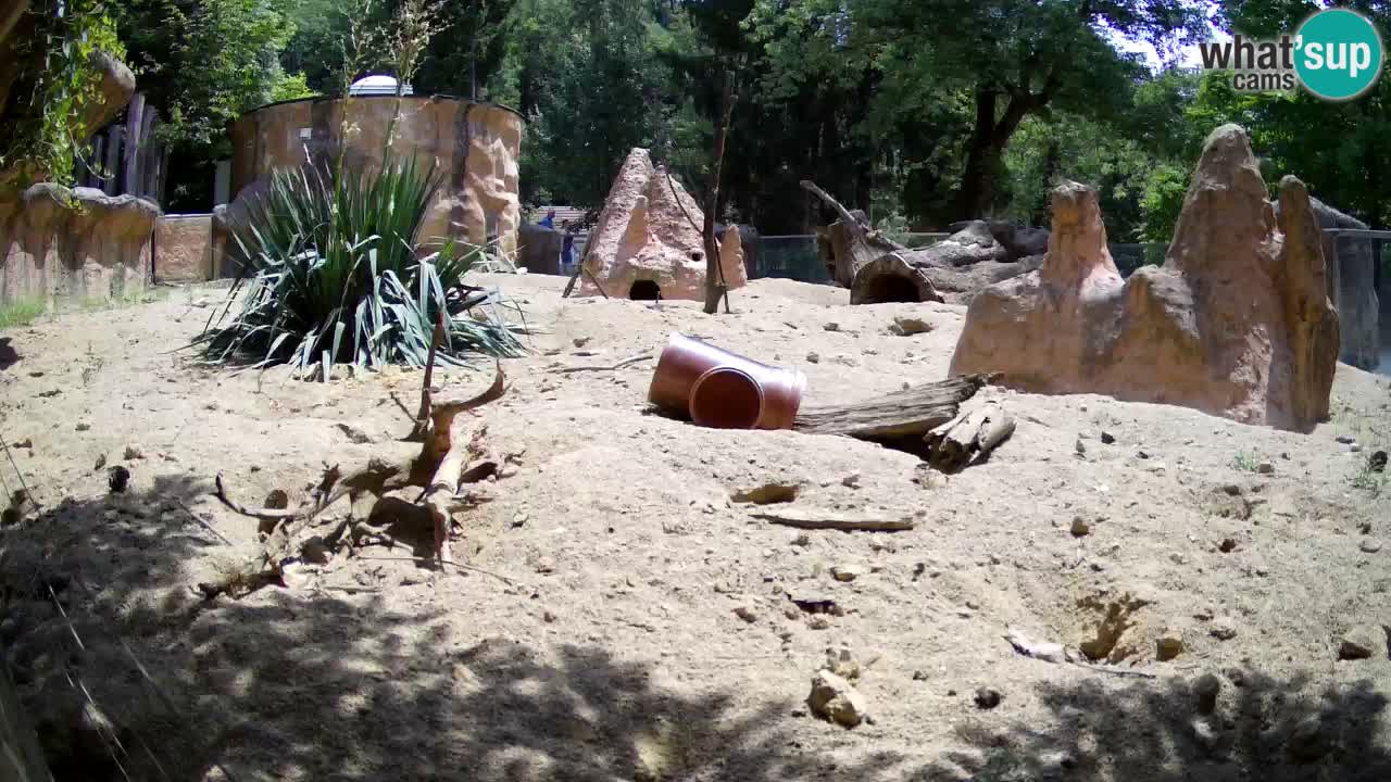 Zoo Ljubljana – Live webcam Meerkat (Suricata)