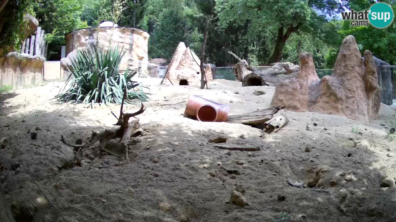 Zoo Ljubljana – Live webcam Meerkat (Suricata)