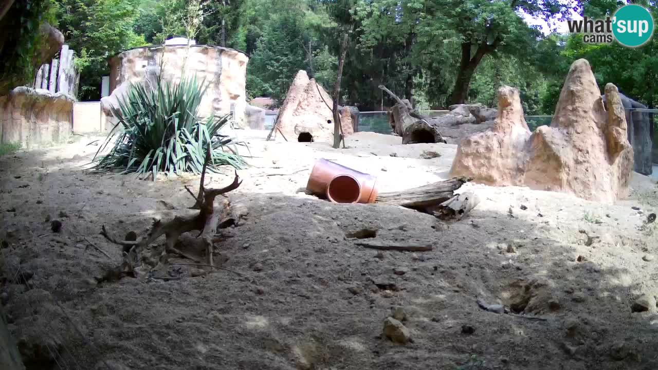 Zoo Ljubljana – Meerkat (Suricata)