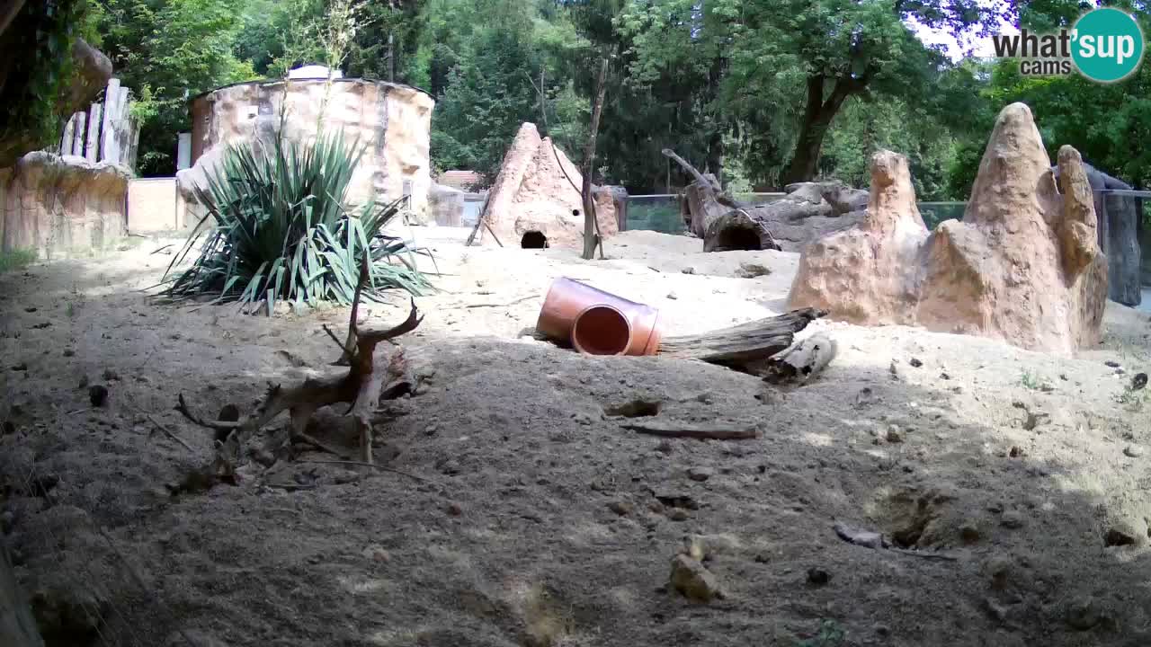Live cam Zoo Ljubljana – Erdmännchen