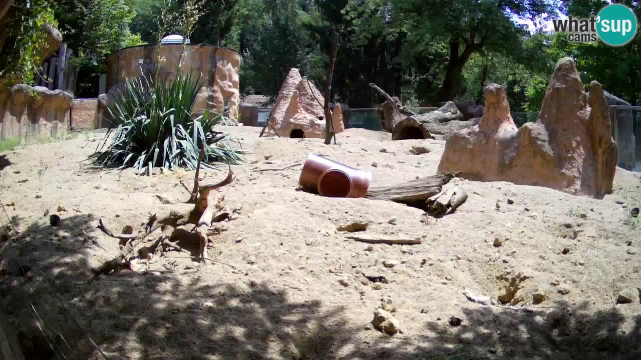 Zoo Ljubljana – Meerkat (Suricata)