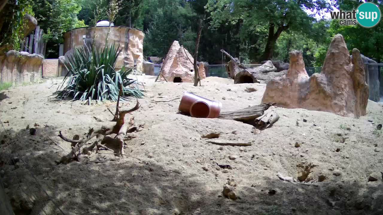 Zoo Ljubljana – Meerkat (Suricata)