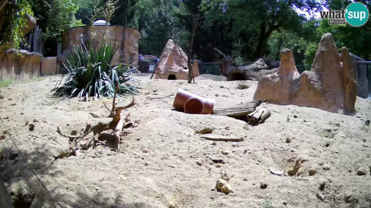 Zoo Ljubljana – Meerkat (Suricata)