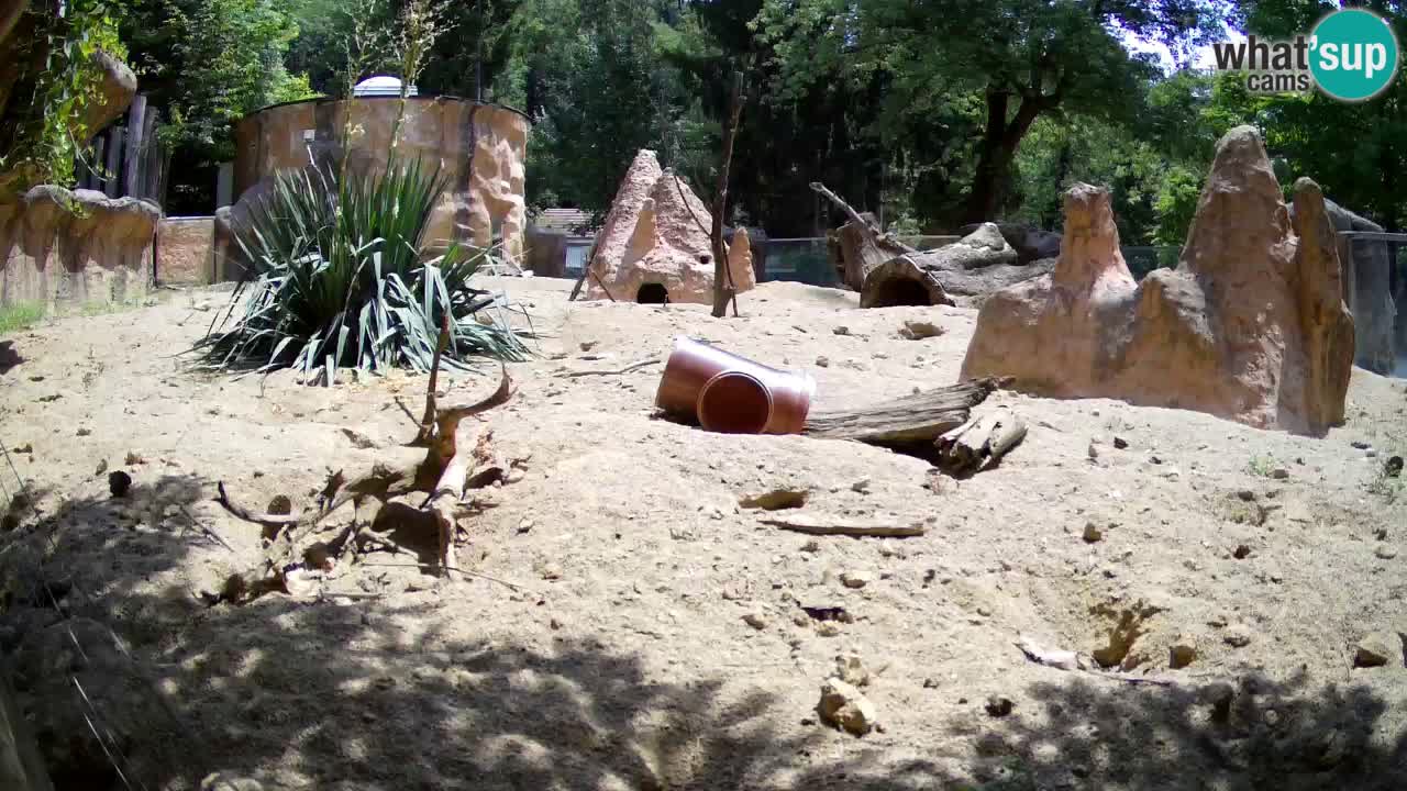 Zoo Ljubljana – Meerkat (Suricata)