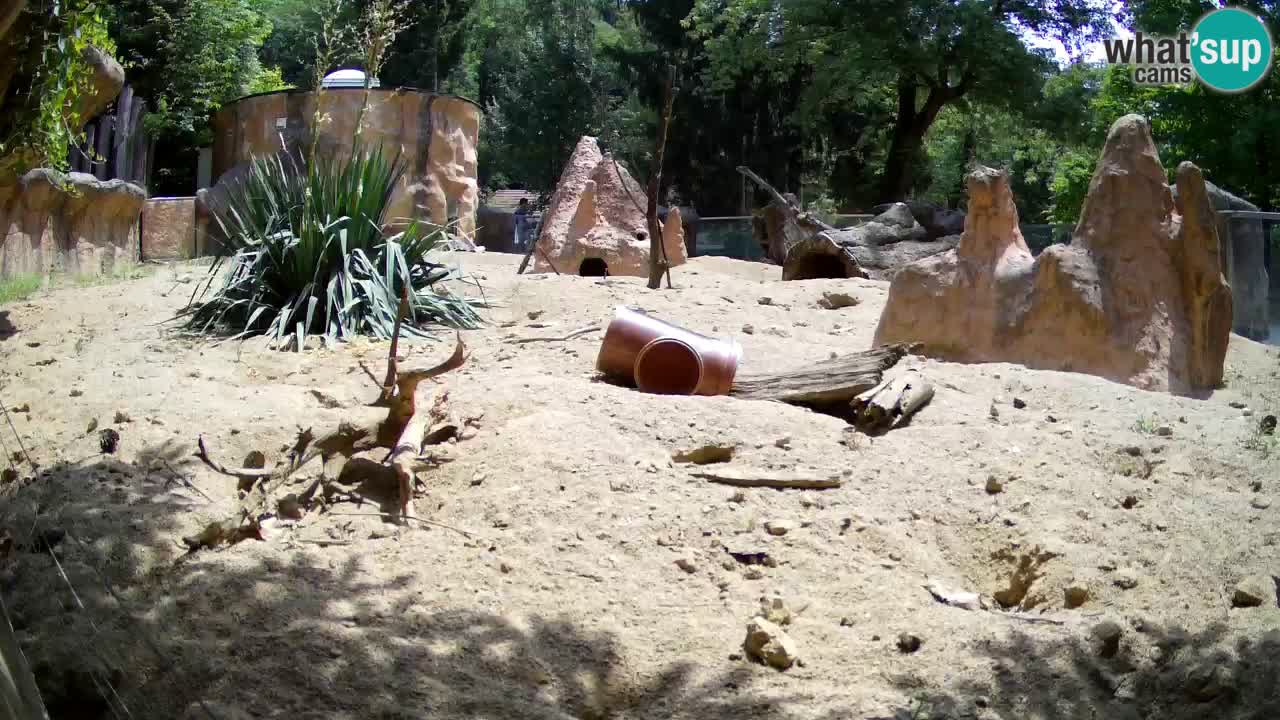 Live cam Zoo Ljubljana – Erdmännchen