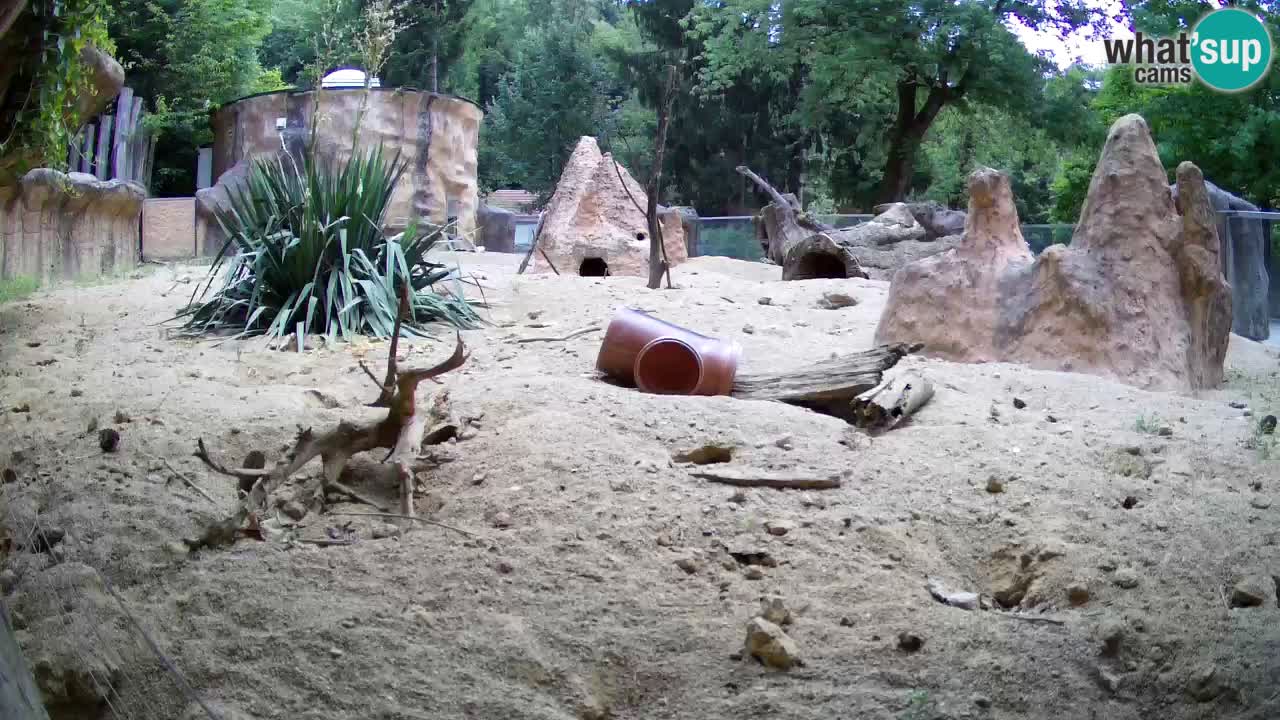 Zoo Ljubljana – Meerkat (Suricata)