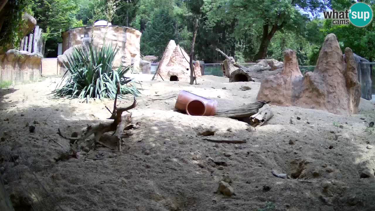 Webcam Zoo Ljubljana – Suricate