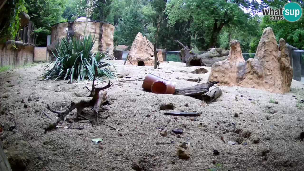 Zoo Ljubljana – Live webcam Meerkat (Suricata)