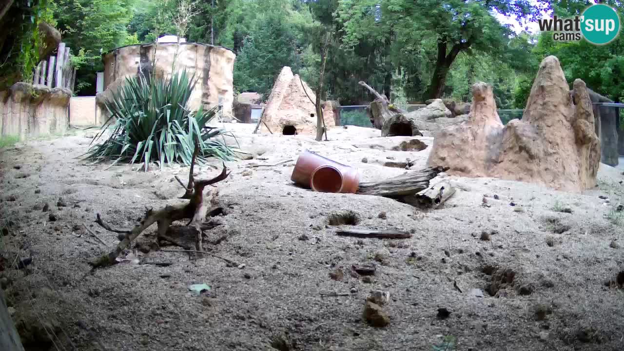 Live cam Zoo Ljubljana – Erdmännchen
