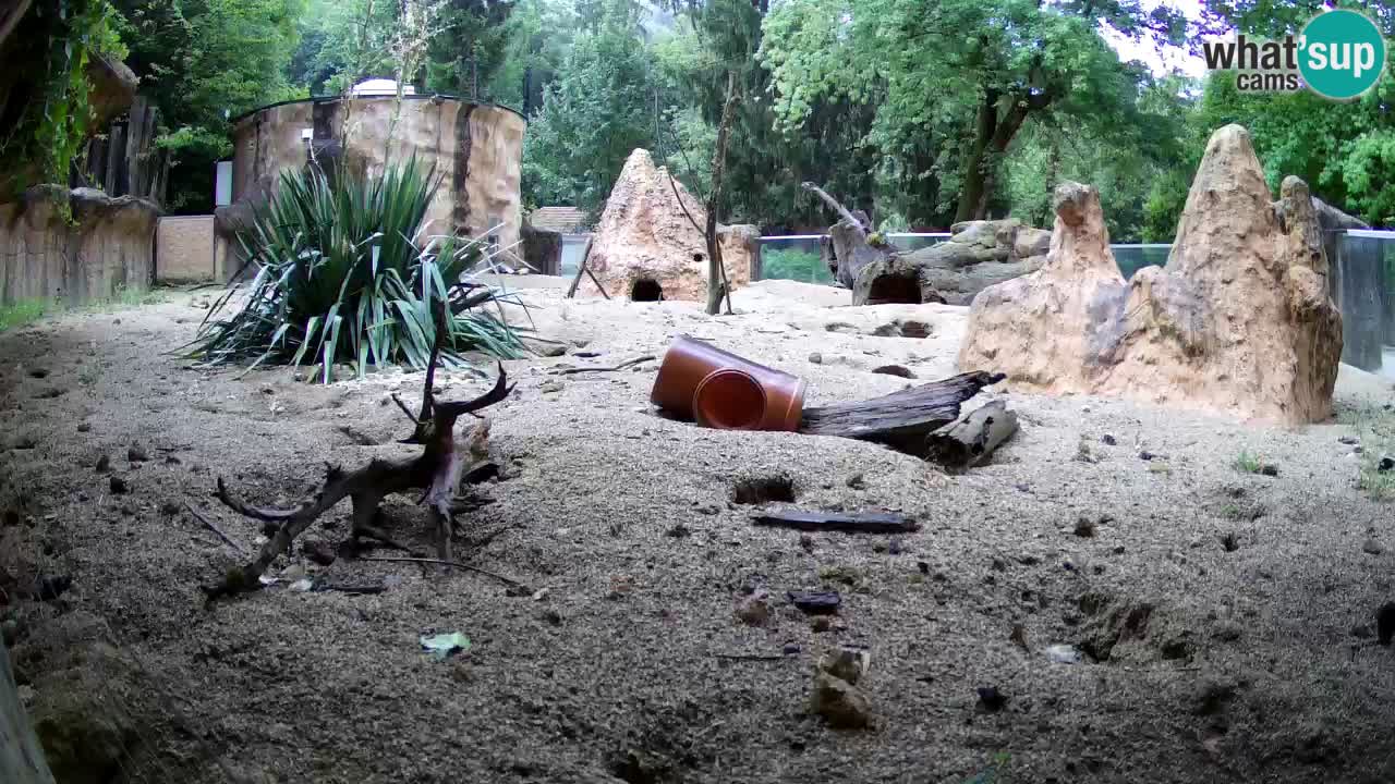 Webcam live Zoo Ljubljana – Suricata