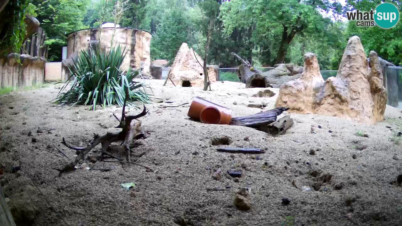 Webcam live Zoo Ljubljana – Suricata
