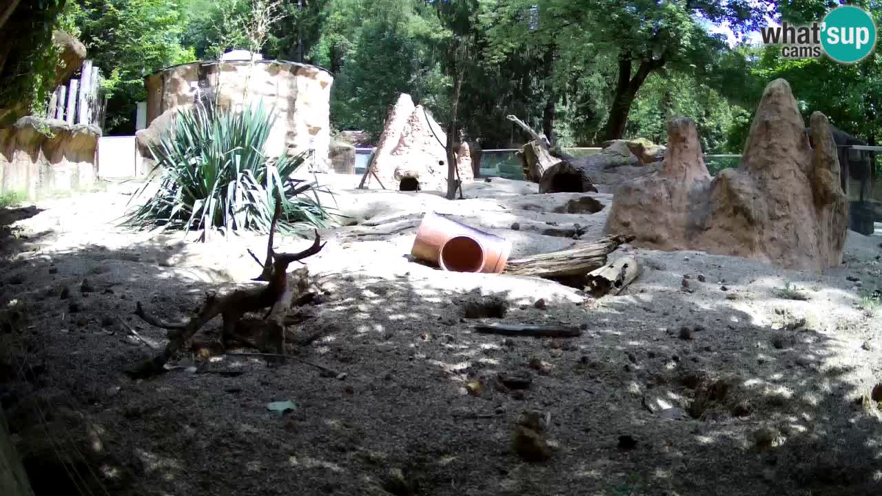 Live cam Zoo Ljubljana – Erdmännchen