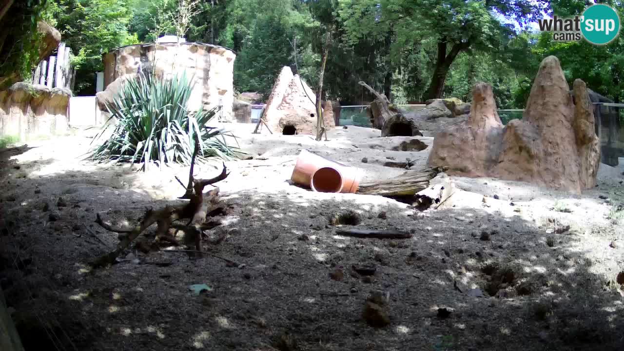 Web kamera Zoo Ljubljana – Merkat