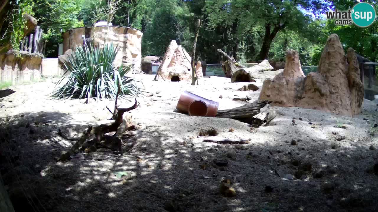 Zoo Ljubljana – Meerkat (Suricata)