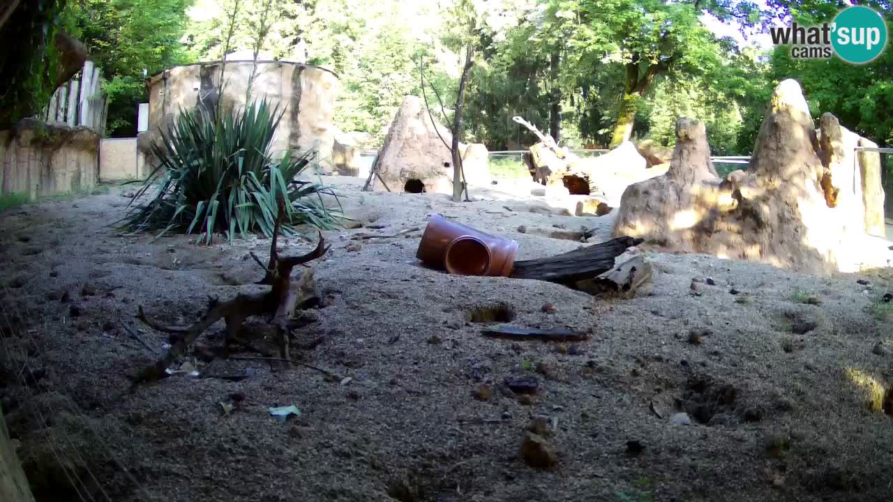Webcam Zoo Ljubljana – Suricate