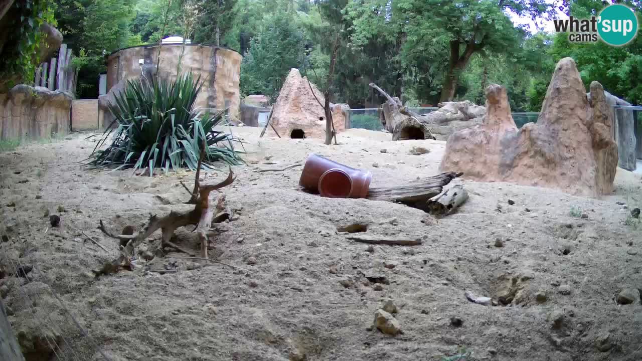 Web kamera Zoo Ljubljana – Merkat