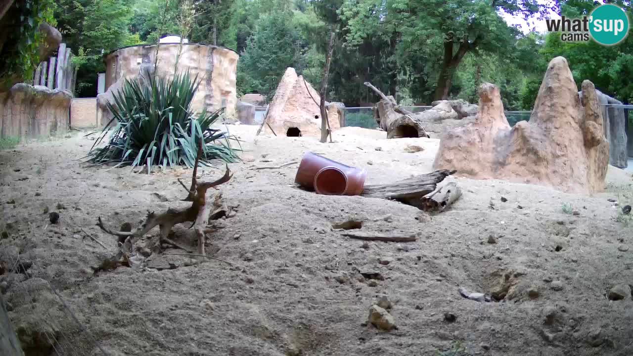 Webcam Zoo Ljubljana – Suricate