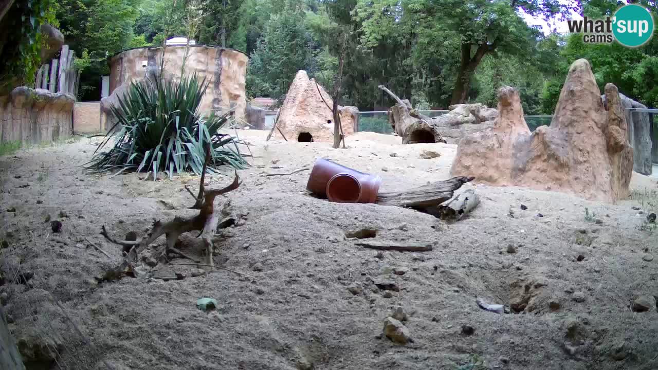 Web kamera Zoo Ljubljana – Merkat