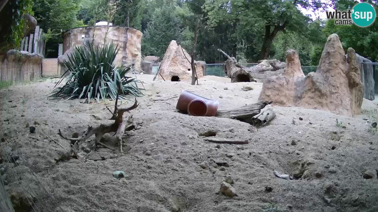 Zoo Ljubljana – Meerkat (Suricata)