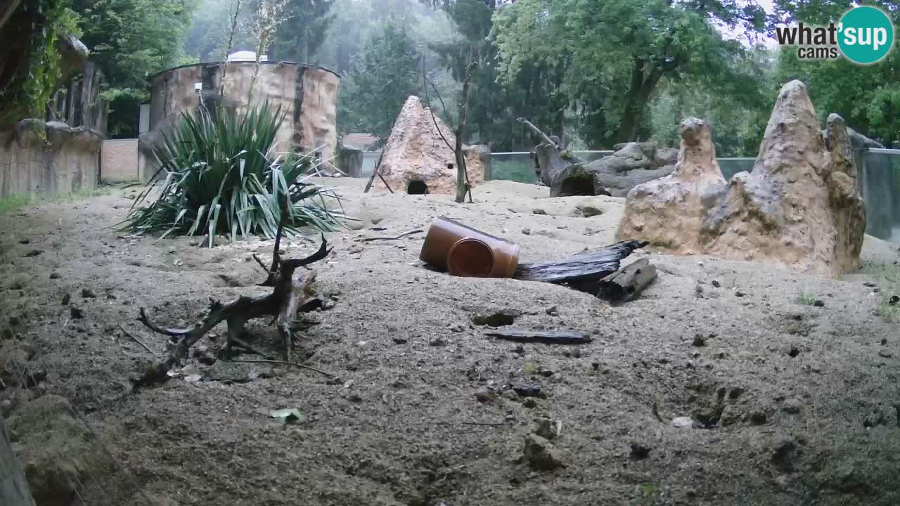 Live cam Zoo Ljubljana – Erdmännchen