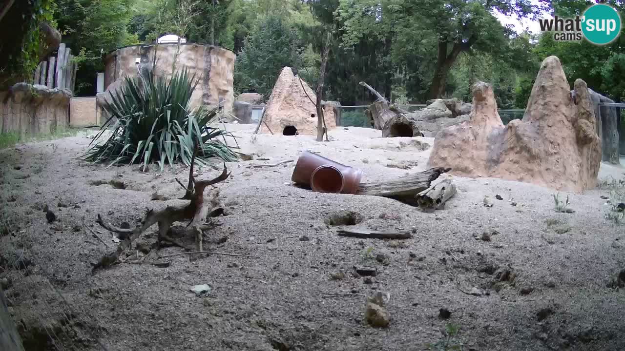 Zoo Ljubljana – Live webcam Meerkat (Suricata)