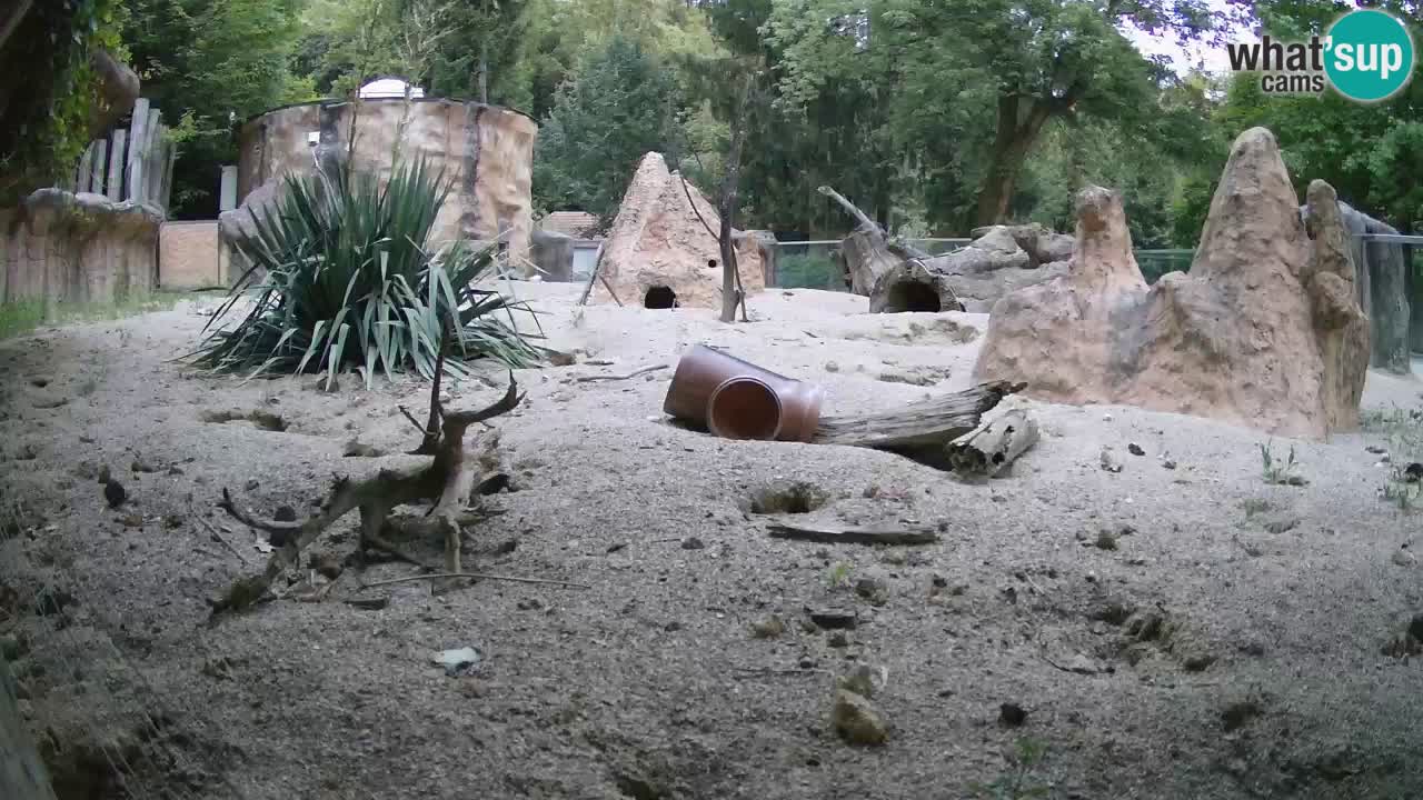 Zoo Ljubljana – Live webcam Meerkat (Suricata)