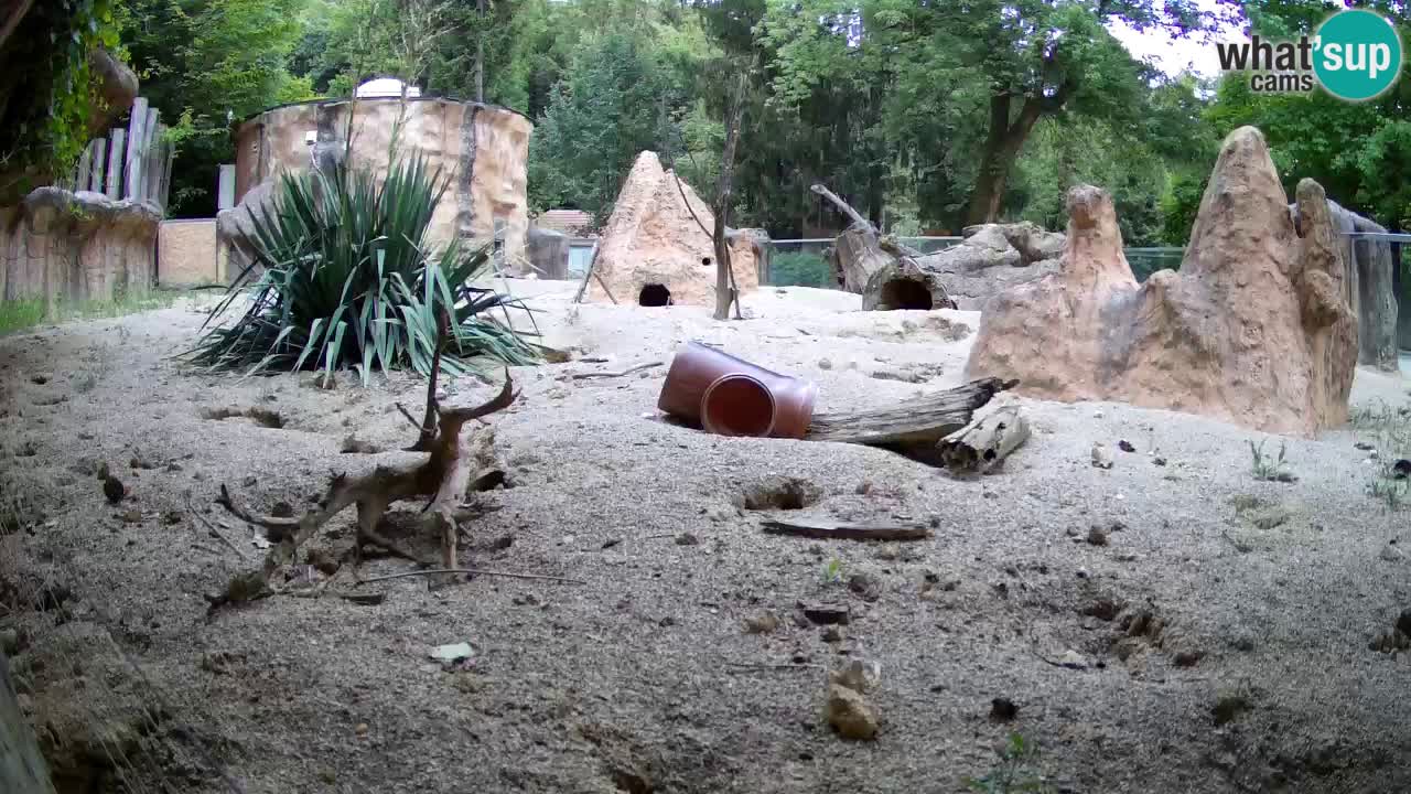 Web kamera Zoo Ljubljana – Merkat