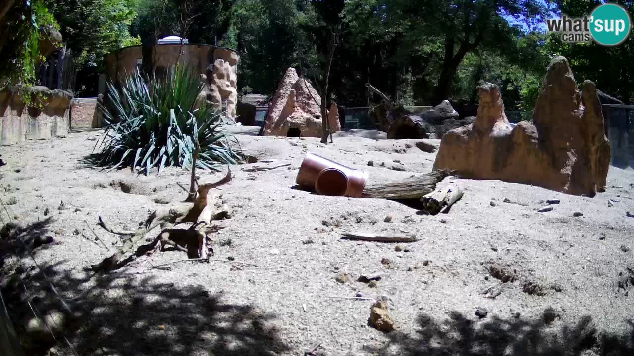 Live cam Zoo Ljubljana – Erdmännchen