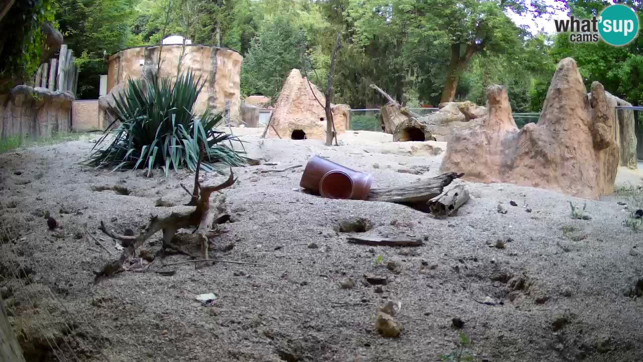 Zoo Ljubljana – Live webcam Meerkat (Suricata)