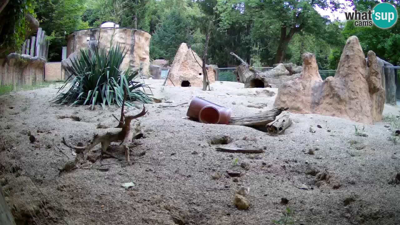 Webcam live Zoo Ljubljana – Suricata