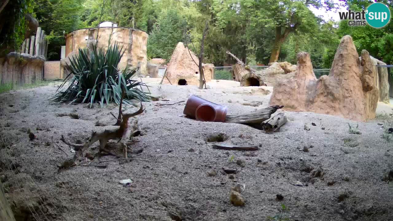 Live cam Zoo Ljubljana – Erdmännchen