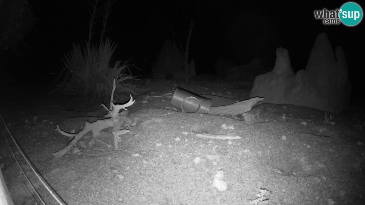 Live cam Zoo Ljubljana – Erdmännchen