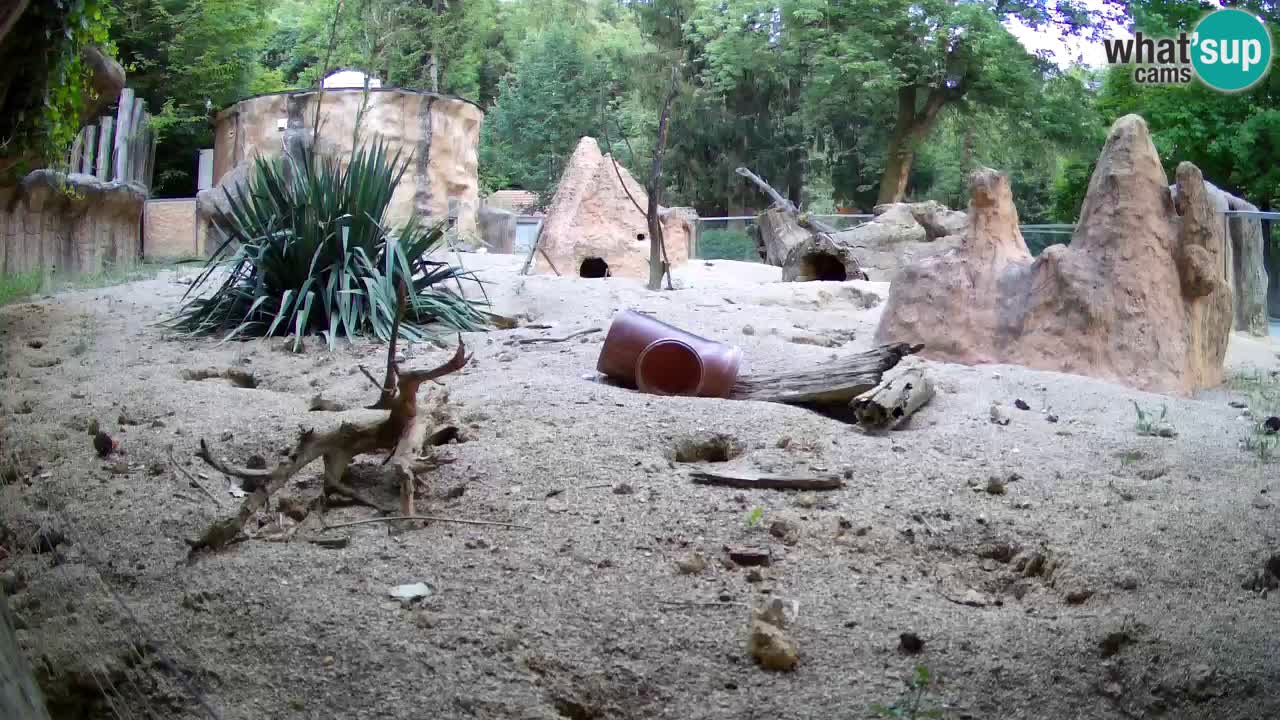 Zoo Ljubljana – Meerkat (Suricata)