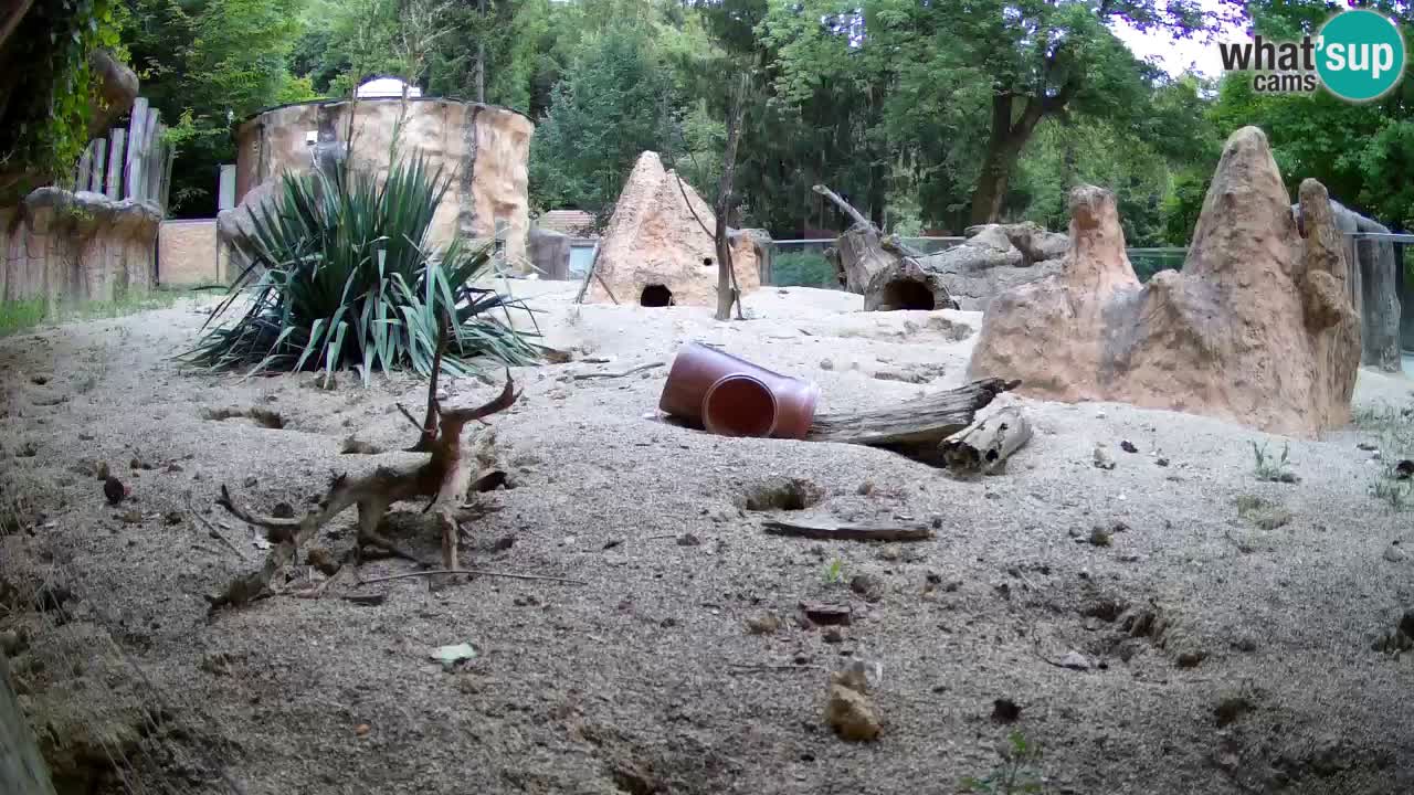 Live cam Zoo Ljubljana – Erdmännchen