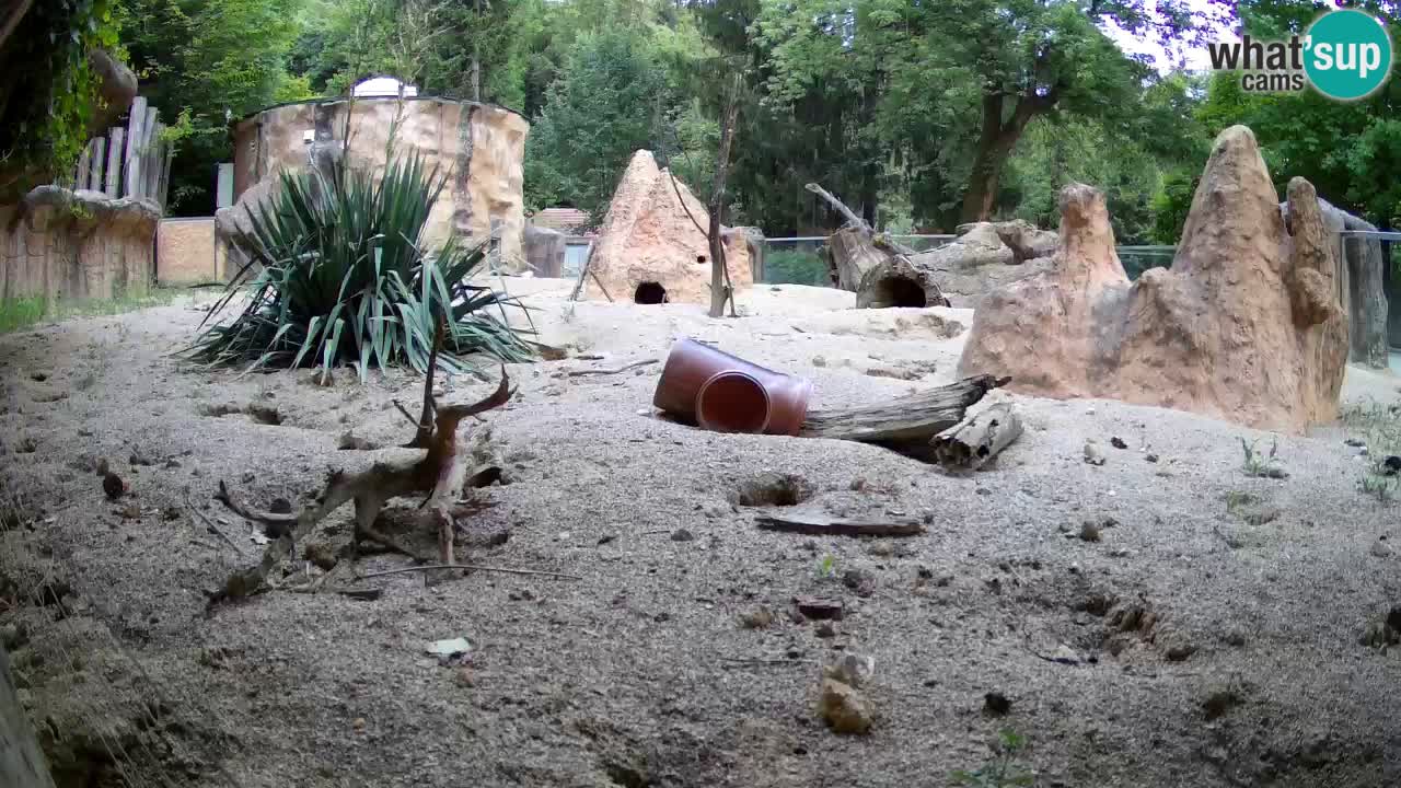 Webcam Zoo Ljubljana – Suricate