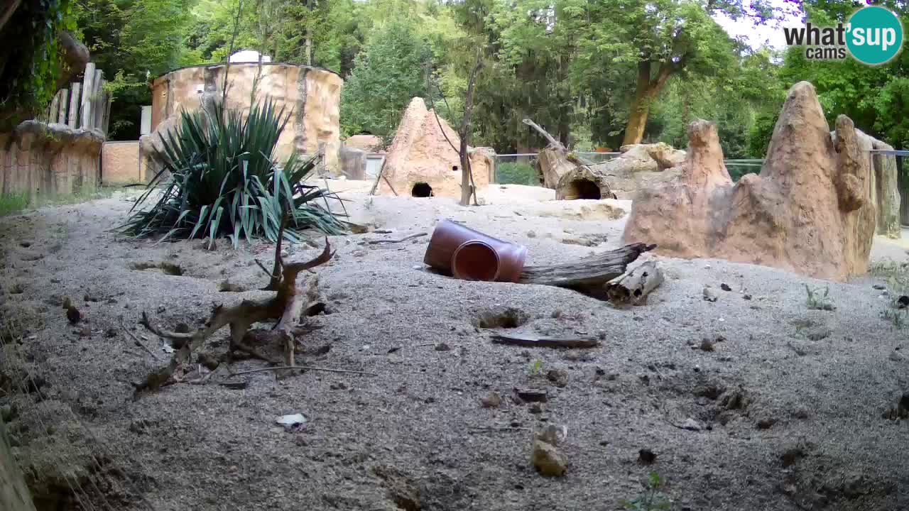 Webcam live Zoo Ljubljana – Suricata