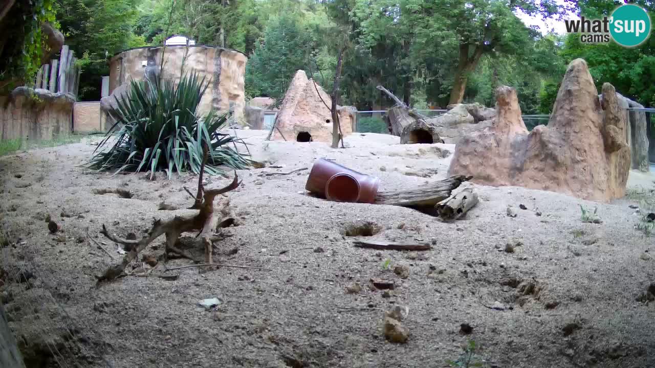 Live cam Zoo Ljubljana – Erdmännchen