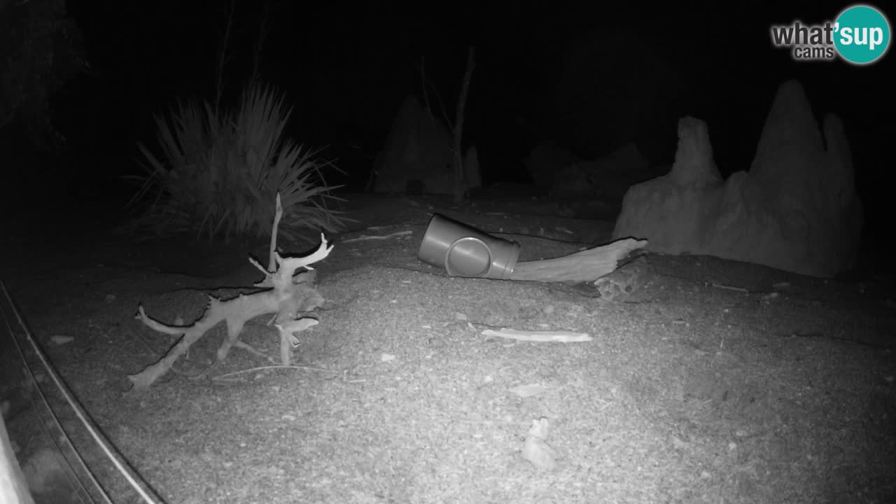 Webcam Zoo Ljubljana – Suricate