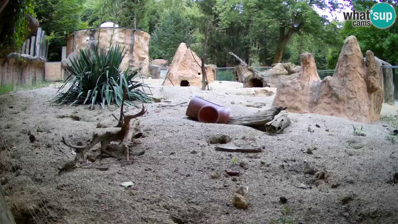Webcam Zoo Ljubljana – Suricate