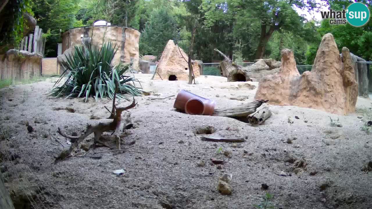 Zoo Ljubljana – Meerkat (Suricata)