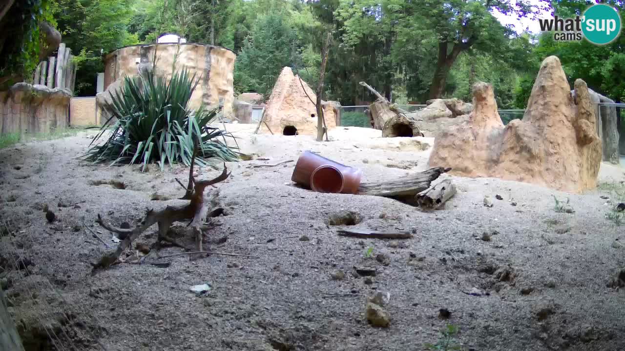 Zoo Ljubljana – Live webcam Meerkat (Suricata)