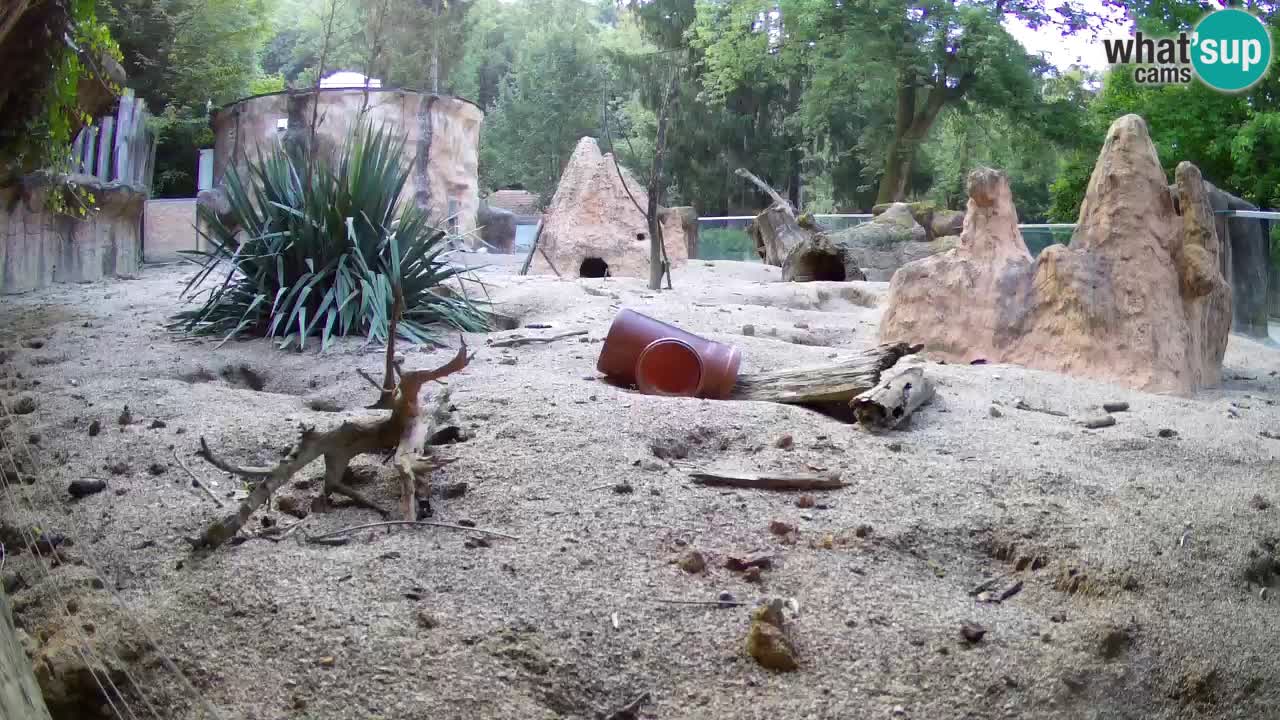Webcam live Zoo Ljubljana – Suricata