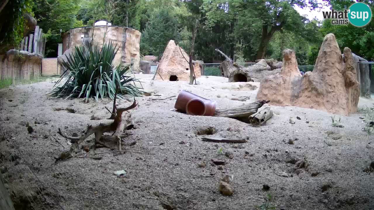 Zoo Ljubljana – Meerkat (Suricata)
