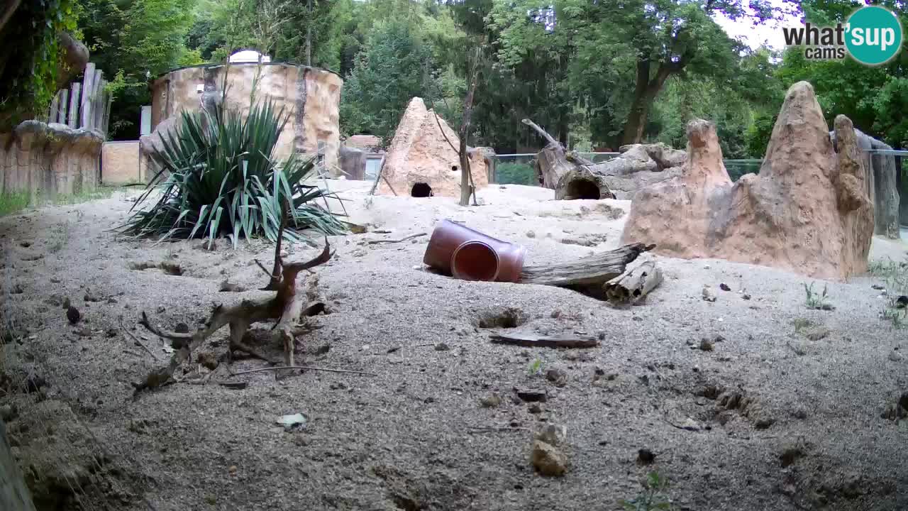 Webcam live Zoo Ljubljana – Suricata