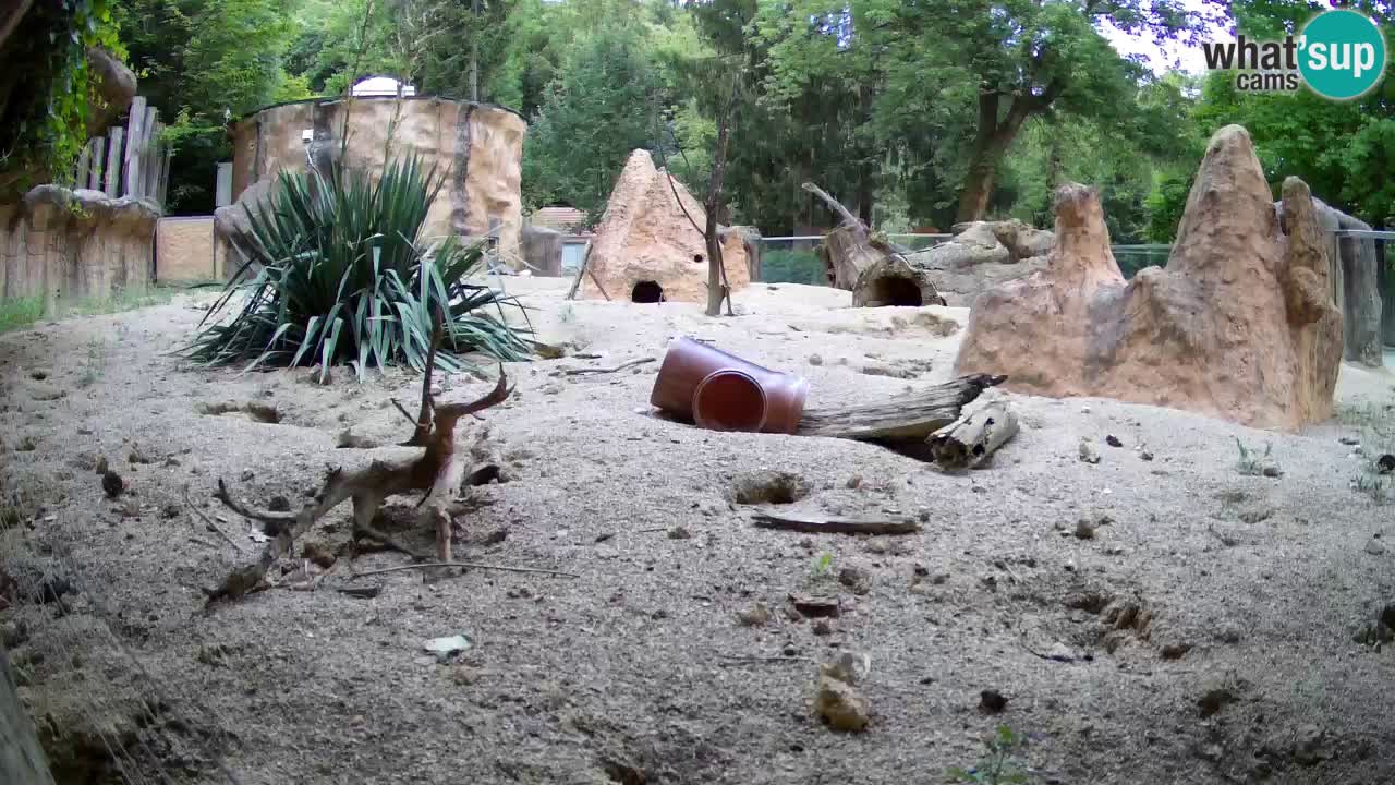 Zoo Ljubljana – Live webcam Meerkat (Suricata)